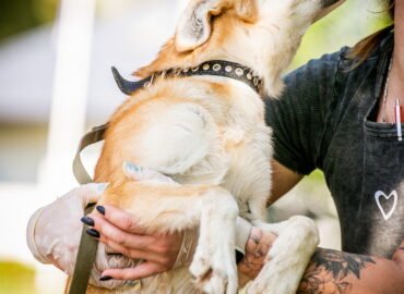 Šuo ieško namų Linksmakalnyje – Teras