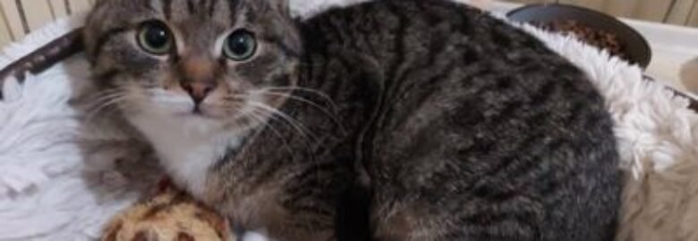 Dovanojama katė Mažeikiuose