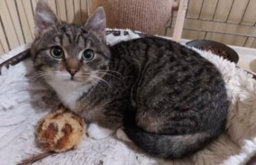 Dovanojama katė Mažeikiuose