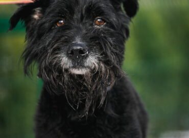 Dovanojamas šuo Linksmakalnyje – Timonas