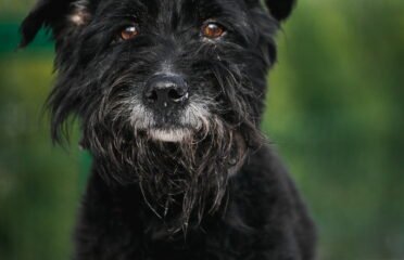 Dovanojamas šuo Linksmakalnyje – Timonas