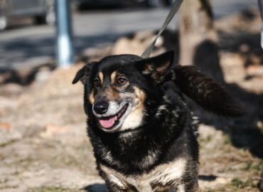 Dovanojamas šuo Linksmakalnyje – Tinginys