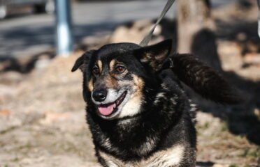 Dovanojamas šuo Linksmakalnyje – Tinginys