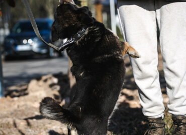 Dovanojamas šuo Linksmakalnyje – Tinginys