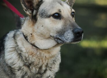 Dovanojamas šuo Linksmakalnyje – Titanas