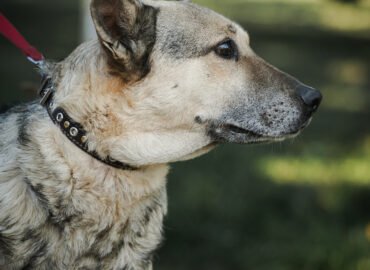 Dovanojamas šuo Linksmakalnyje – Titanas