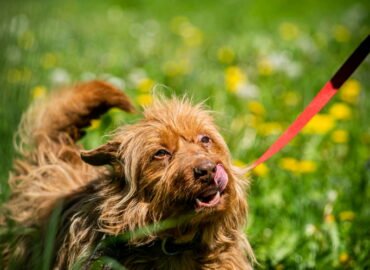 Šuo ieško namų Linksmakalnyje – Topazas