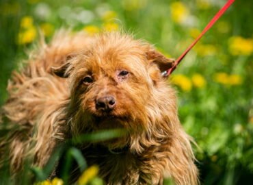 Šuo ieško namų Linksmakalnyje – Topazas