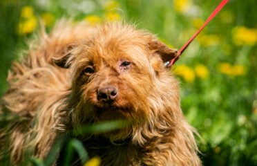 Šuo ieško namų Linksmakalnyje – Topazas