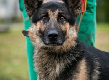 Dovanojamas šuo Linksmakalnyje – Tornadas