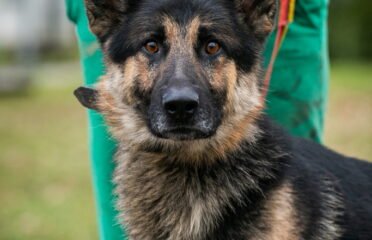 Dovanojamas šuo Linksmakalnyje – Tornadas