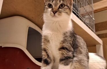 Dovanojama katė Kaune – Laumė