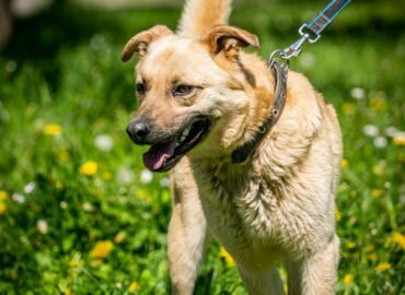 Šuo ieško namų Linksmakalnyje – Treitas