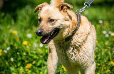 Šuo ieško namų Linksmakalnyje – Treitas