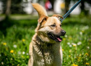 Šuo ieško namų Linksmakalnyje – Treitas