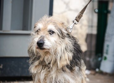 Dovanojamas šuo Linksmakalnyje – Triufelis