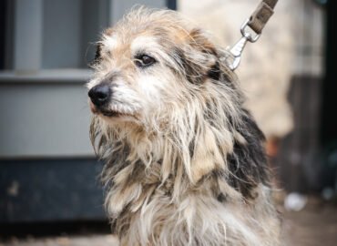 Dovanojamas šuo Linksmakalnyje – Triufelis