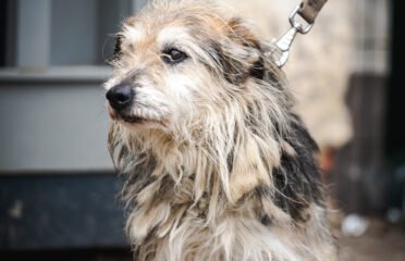 Dovanojamas šuo Linksmakalnyje – Triufelis