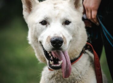Šuo ieško namų Linksmakalnyje – Turbo