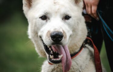 Šuo ieško namų Linksmakalnyje – Turbo