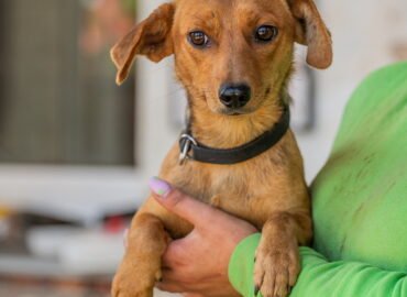 Dovanojamas šuo Linksmakalnyje – Tyrė