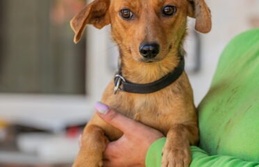 Dovanojamas šuo Linksmakalnyje – Tyrė