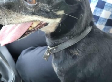 Dovanojamas šuo iš Verbūnų, Šiaulių raj