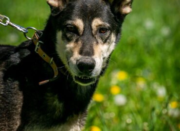 Šuo ieško namų Linksmakalnyje – Usher