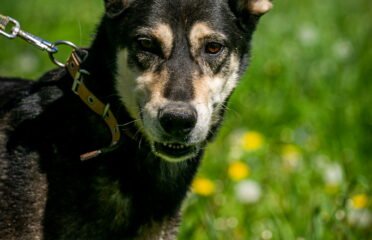 Šuo ieško namų Linksmakalnyje – Usher