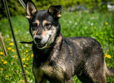 Šuo ieško namų Linksmakalnyje – Usher