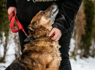 Šuo ieško namų Linksmakalnyje – Vakaras
