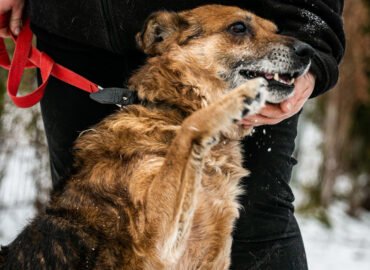Šuo ieško namų Linksmakalnyje – Vakaras