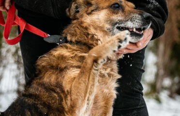 Šuo ieško namų Linksmakalnyje – Vakaras