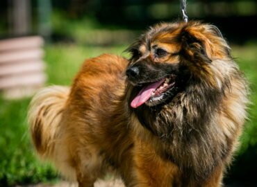 Šuo ieško namų Linksmakalnyje – Vaksas