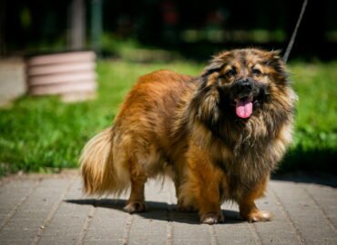 Šuo ieško namų Linksmakalnyje – Vaksas