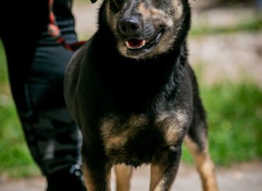 Šuo ieško namų Linksmakalnyje – Valio