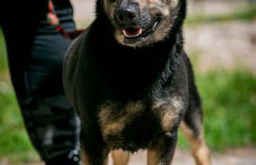 Šuo ieško namų Linksmakalnyje – Valio