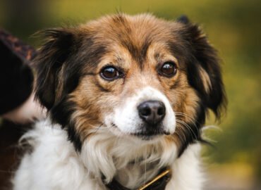 Šuo ieško namų Linksmakalnyje – Varis