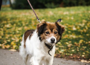 Šuo ieško namų Linksmakalnyje – Varis