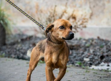 Šuo ieško namų Linksmakalnyje – Vėjas