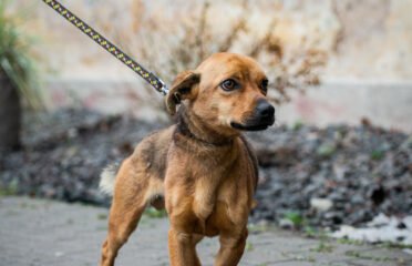 Šuo ieško namų Linksmakalnyje – Vėjas