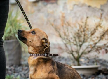 Šuo ieško namų Linksmakalnyje – Vėjas