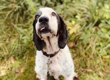 Dovanojamas šuo Šiauliuose – Vėjas