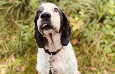 Dovanojamas šuo Šiauliuose – Vėjas