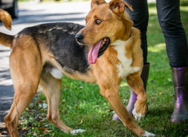 Šuo ieško namų Linksmakalnyje – Vernas