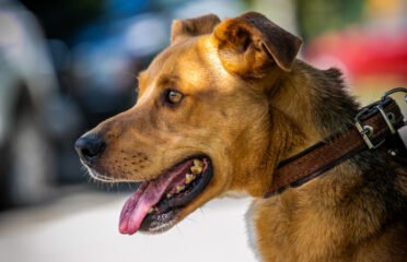 Šuo ieško namų Linksmakalnyje – Vernas