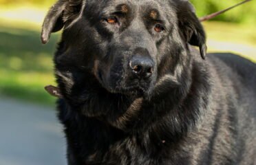 Dovanojamas šuo Linksmakalnyje – Vėtra