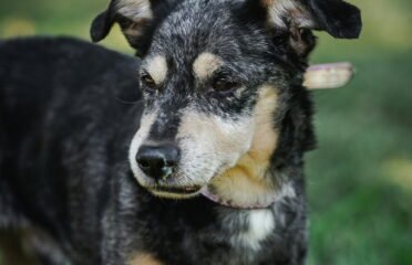 Dovanojamas šuo Linksmakalnyje – Virvirčir