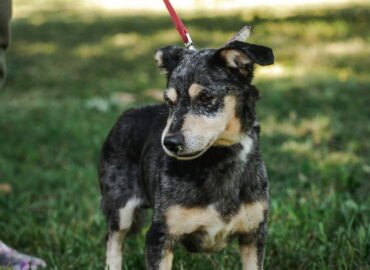 Dovanojamas šuo Linksmakalnyje – Virvirčir