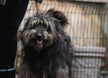 Dovanojamas šuo Linksmakalnyje – Žakas